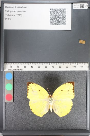 Media type: image;   Entomology 117127